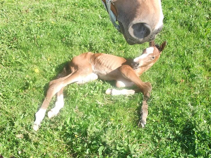 Dansk Varmblod Hesselgårdens Alina billede 16