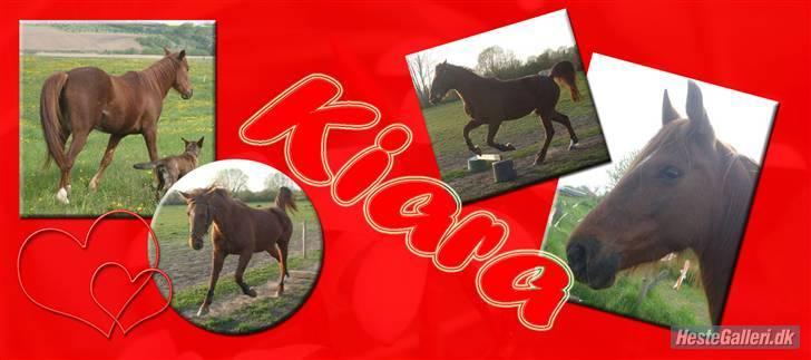 Anden særlig race Kiara billede 5