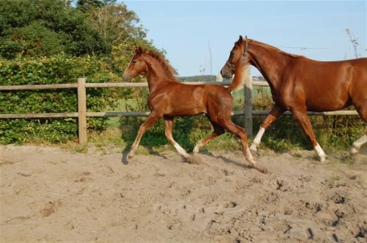 Dansk Varmblod Feldbæks Magnifique - Maggie ´08 billede 1