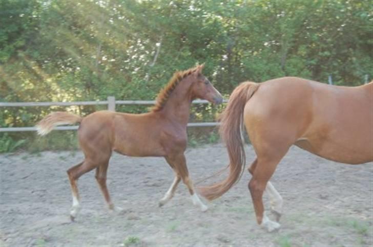 Dansk Varmblod Feldbæks Magnifique - Maggie ´08 billede 3