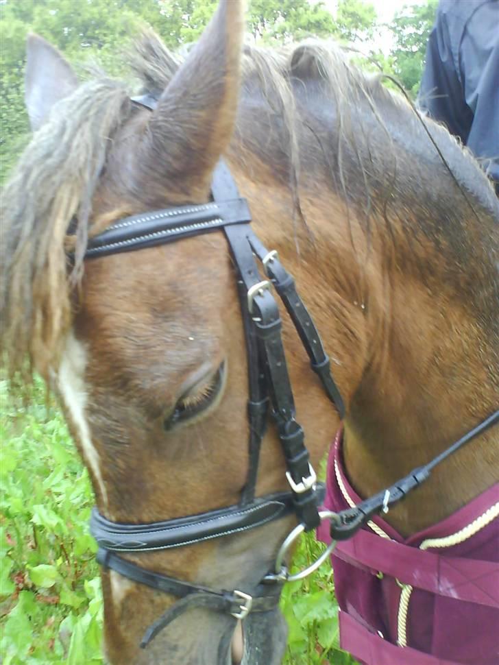 Anden særlig race  brietta (savnet) SOGLT - min pony er så dygtig :-) billede 5