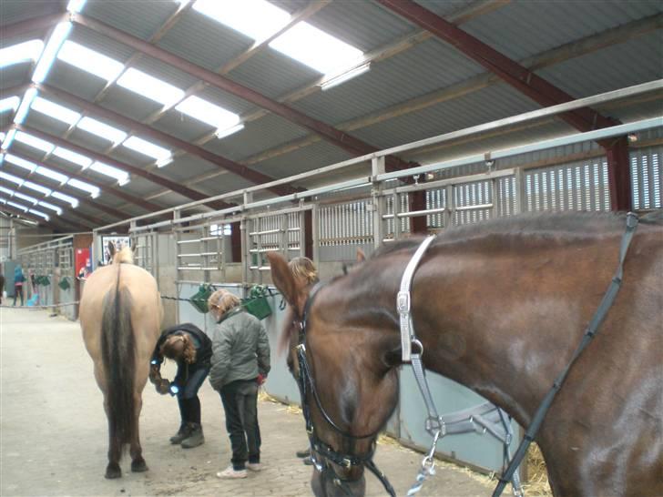 Anden særlig race Magic - Nej jeg gider altså ikke tages billeder af idag... billede 2