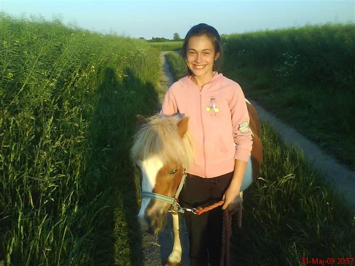 Shetlænder Tøssen. Gl. passer billede 18