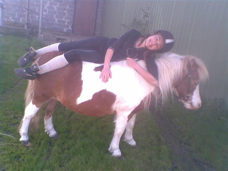 Shetlænder Tøssen. Gl. passer billede 19