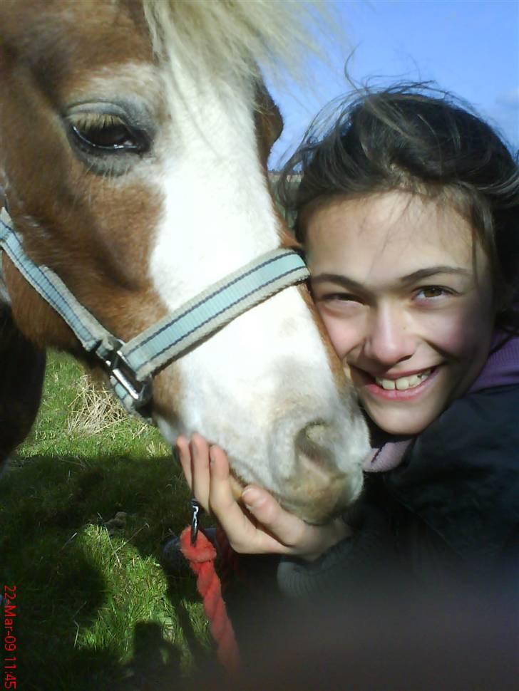 Shetlænder Tøssen. Gl. passer billede 20