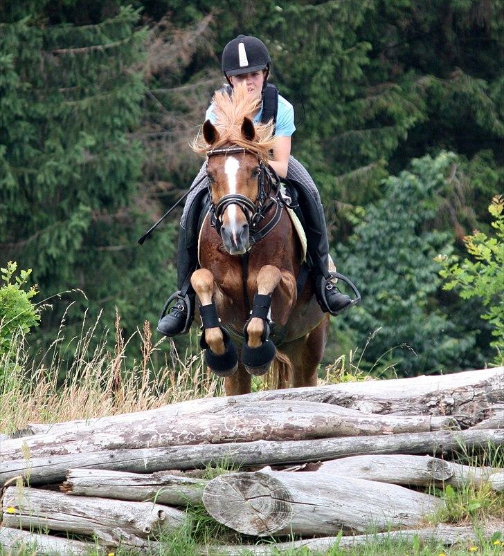 Anden særlig race Buster billede 5