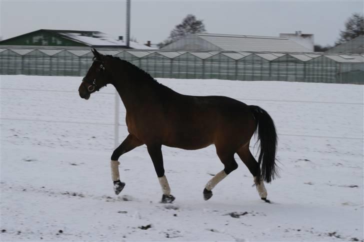Dansk Varmblod Damgårdens CasiopejaR.I.P billede 15