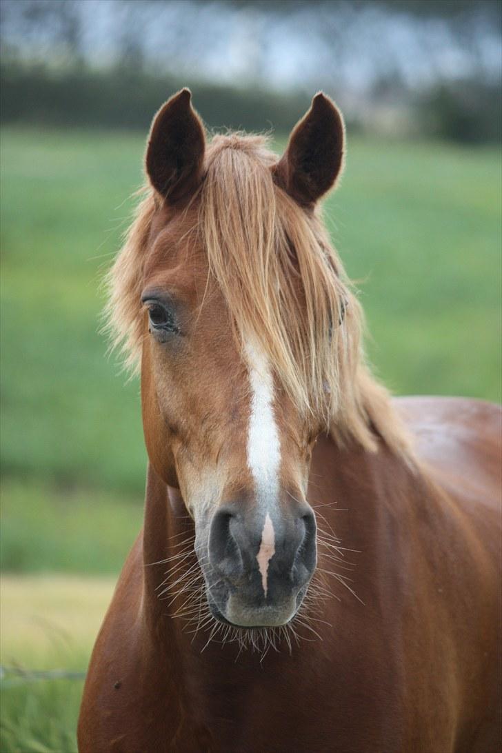 Anden særlig race Buster - ridelejr 2010 billede 6