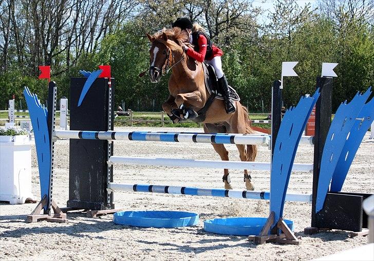 Anden særlig race Buster - Middelfart landsstævne 1. maj 2011 MA billede 11