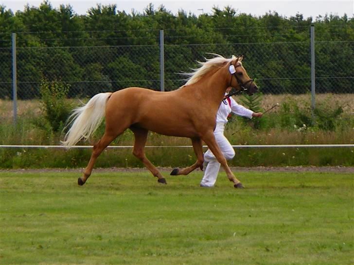 Palomino Klepholms Guldfax - Klepholms Guldfax Landskuet i Herning 2007 billede 1