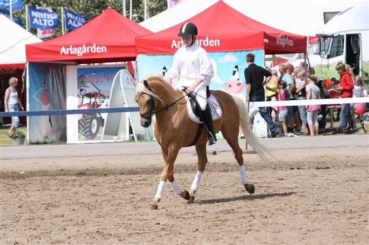 Palomino Klepholms Guldfax - Klepkolms Guldfax Landsskuet i Herning 2008 billede 3