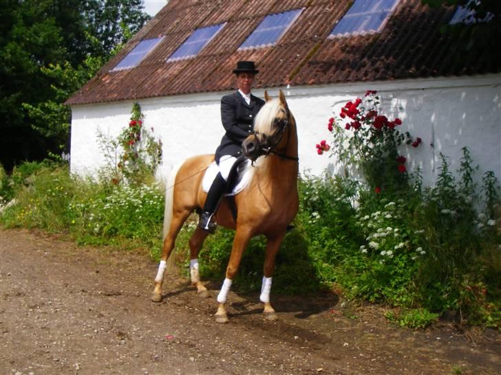 Palomino Klepholms Guldfax - Klepholms Guldfax PSA Kåring 2007 billede 4