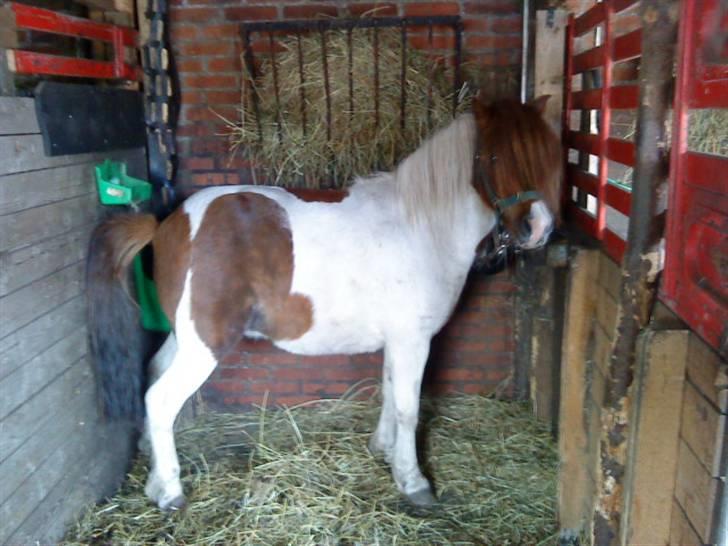Shetlænder Dixi *tilrider/rider* billede 1