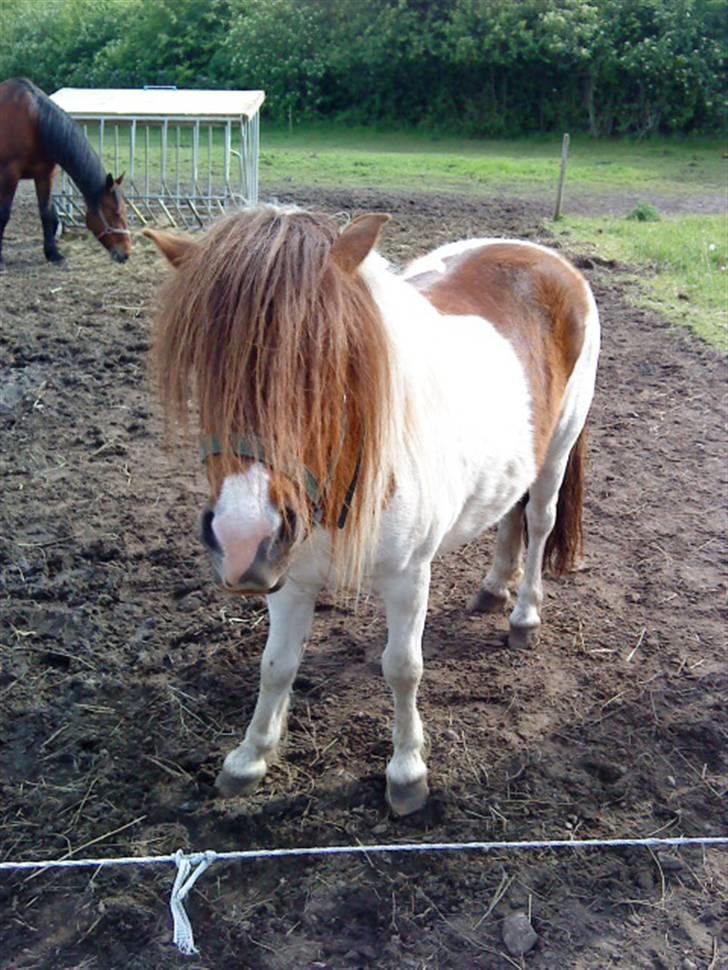 Shetlænder Dixi *tilrider/rider* billede 2