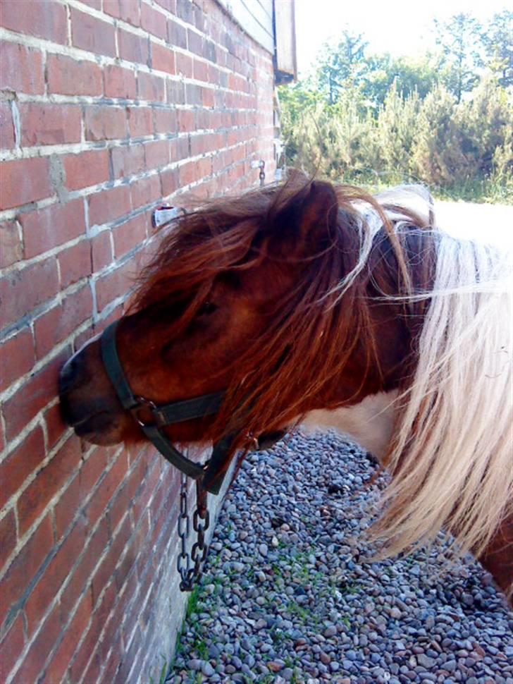 Shetlænder Dixi *tilrider/rider* billede 3