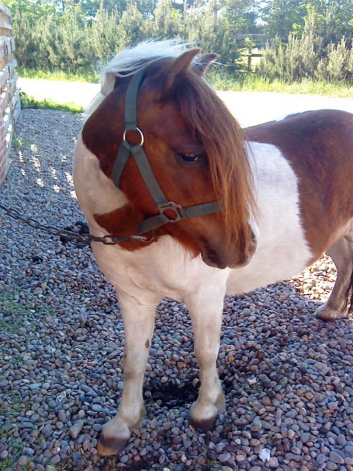 Shetlænder Dixi *tilrider/rider* billede 4
