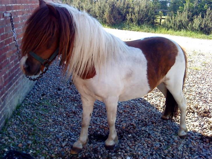 Shetlænder Dixi *tilrider/rider* billede 5