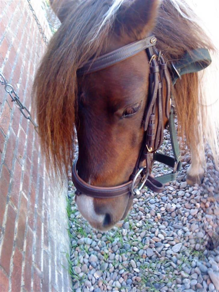Shetlænder Dixi *tilrider/rider* billede 6