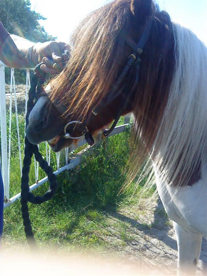 Shetlænder Dixi *tilrider/rider* billede 7