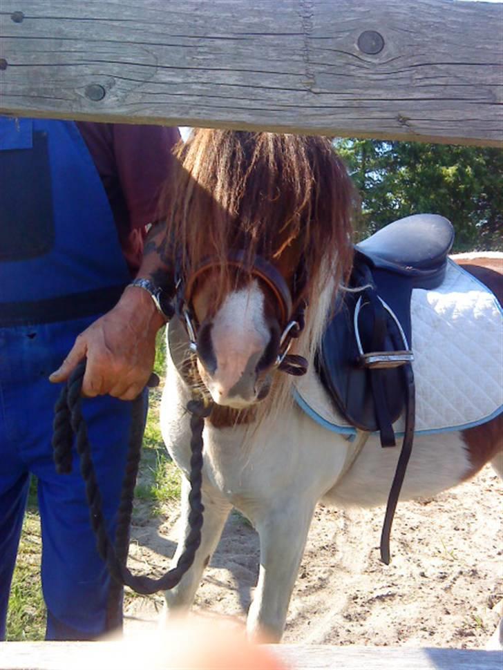 Shetlænder Dixi *tilrider/rider* billede 8