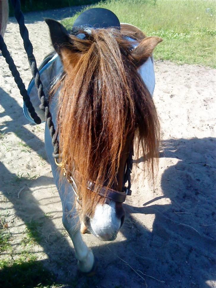 Shetlænder Dixi *tilrider/rider* billede 9