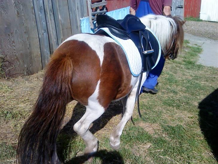 Shetlænder Dixi *tilrider/rider* billede 10