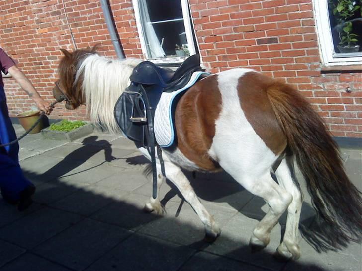 Shetlænder Dixi *tilrider/rider* billede 11