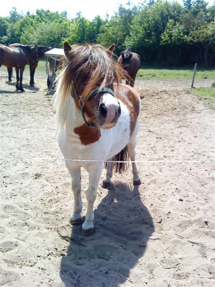Shetlænder Dixi *tilrider/rider* billede 12