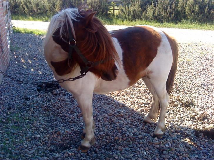 Shetlænder Dixi *tilrider/rider* billede 13