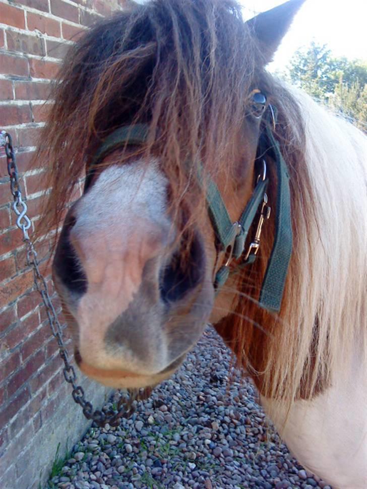 Shetlænder Dixi *tilrider/rider* billede 14