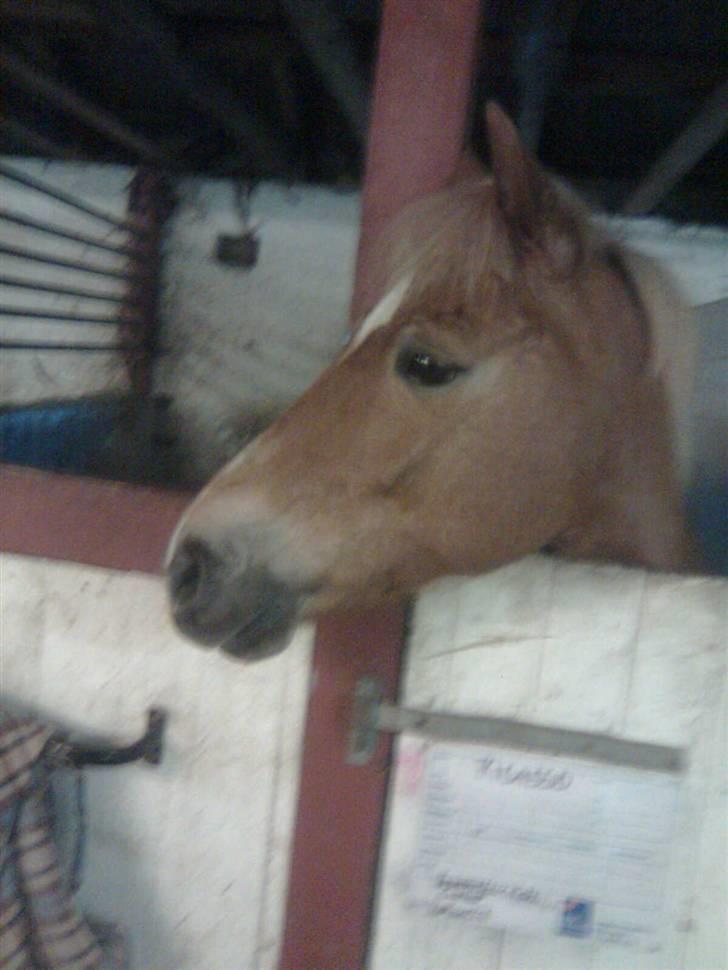 Anden særlig race Picasso!<3 - savnet. - Han holder øje med hvad der sker billede 1