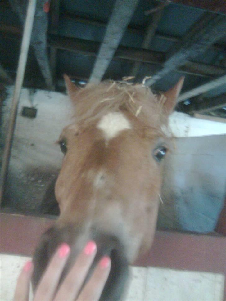 Anden særlig race Picasso!<3 - savnet. - Han har lige rullet sig billede 2