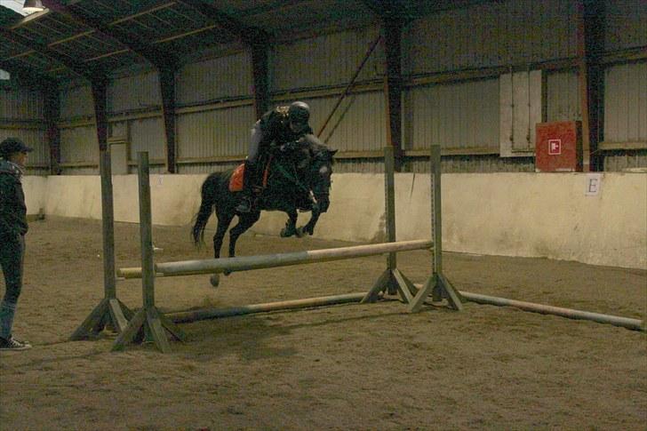 Anden særlig race : Soulmate (Perle) - 4 # Undervisning ved Nounou på gården. Perle sprang fint  billede 5