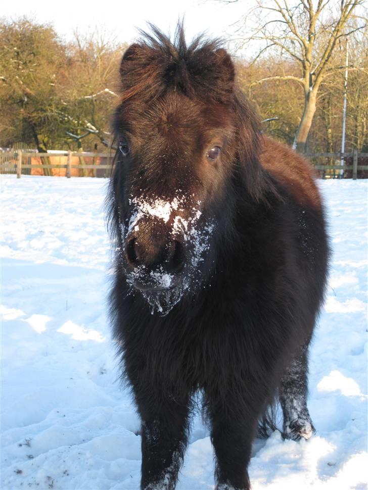 Shetlænder CIRKELINE - Velkommen til Cikeline´s profil. Her er det vinter 2008. billede 9