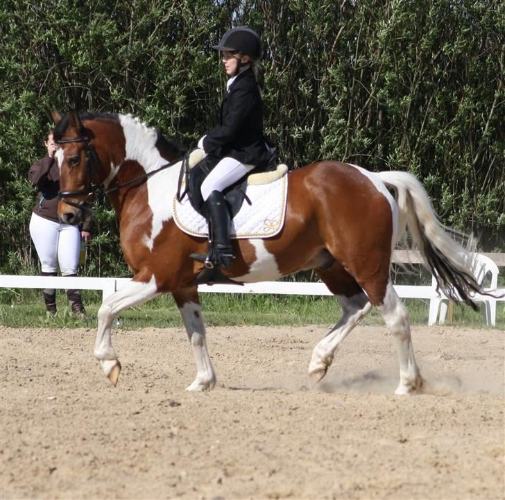 Pinto SIR PATRICK B-pony  - dressur stævne maj..  de vandt to 2 pladser i lc1 og lc3 billede 3