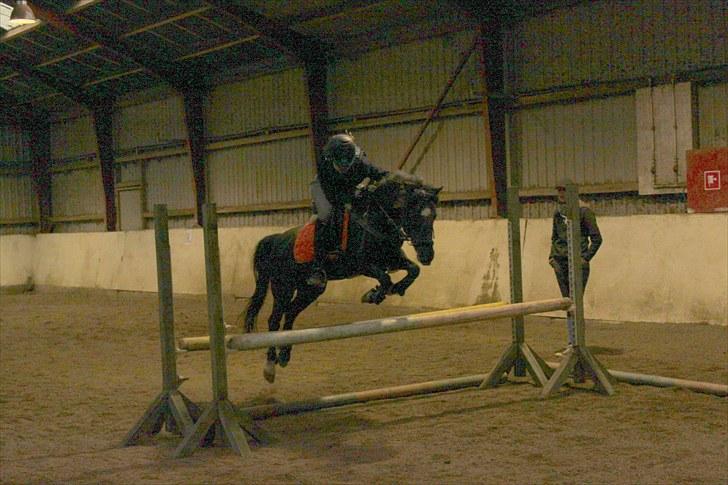 Anden særlig race : Soulmate (Perle) - 9 # Springtræning. Omkring LA billede 10