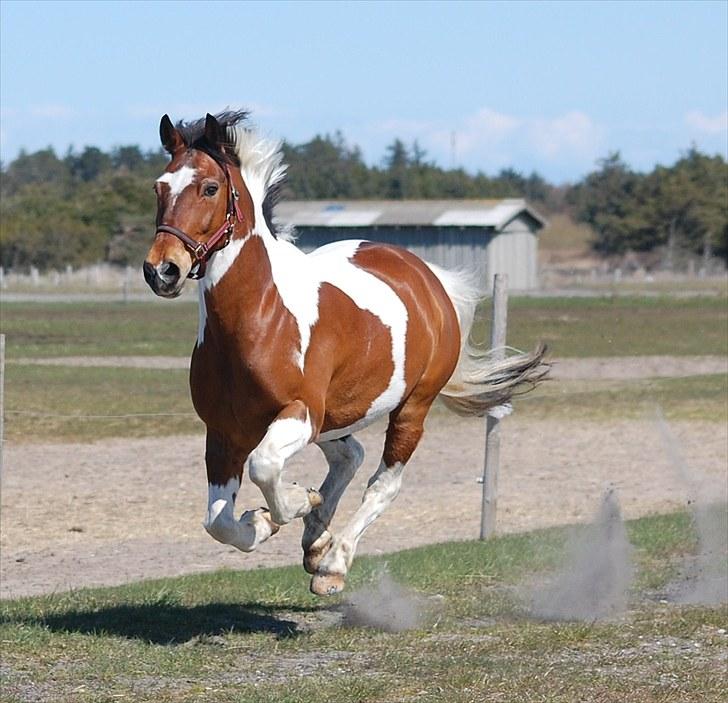 Pinto SIR PATRICK B-pony  - jubiiiii det skøøønt det her:) billede 5