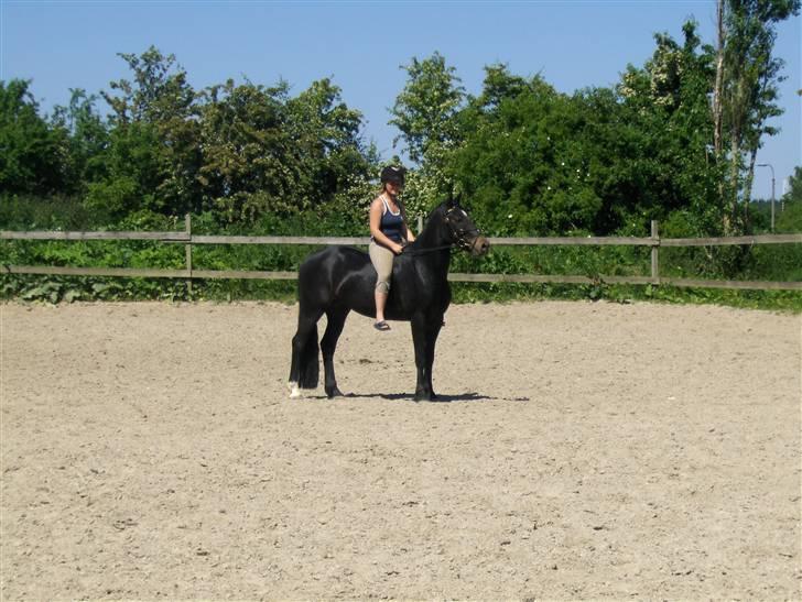 Welsh Partbred (Sec F) Haymos Keason billede 11