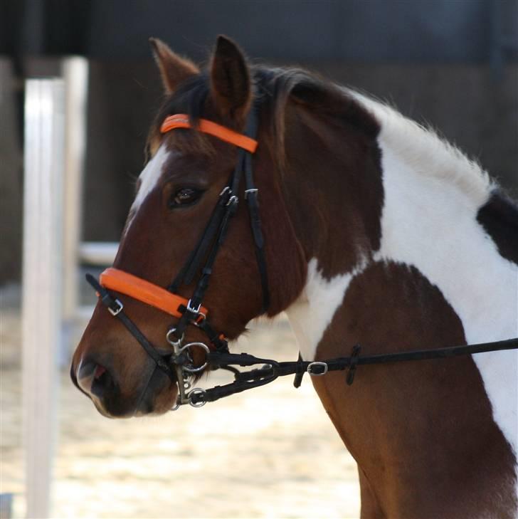 Pinto SIR PATRICK B-pony  - smuk fyr:) billede 8