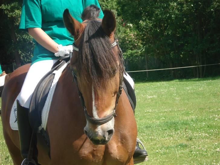 Anden særlig race Torja (Halvpart) -  Tenna og Torja lør. d 27.6 09  #18 billede 18