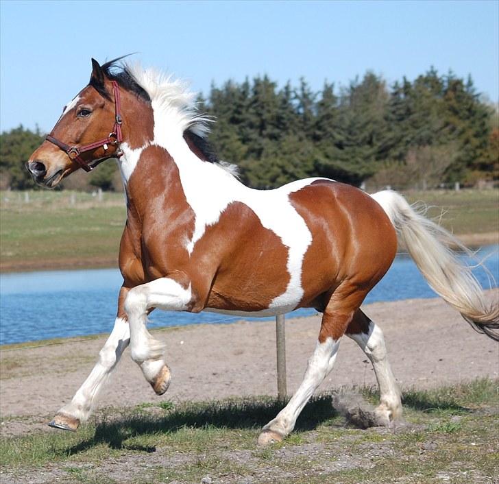 Pinto SIR PATRICK B-pony  - smuk fyr:) billede 9