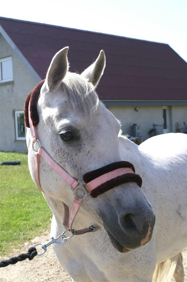 Arabisk fuldblod (OX) Birkeholm's Zajin Celinna billede 16