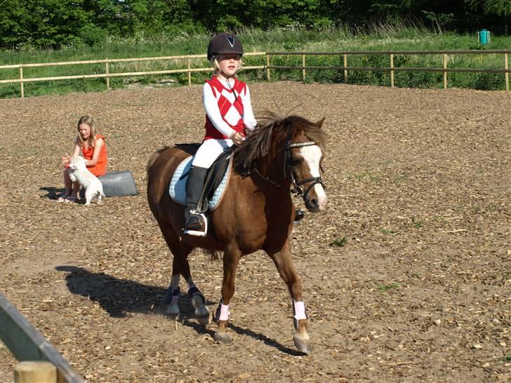 Welsh Pony af Cob-type (sec C) løgballes Deana (halt) billede 20