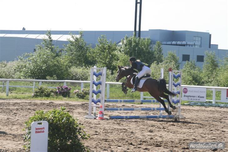 Hollandsk Sportspony k.c van de connickserve ( Robin) billede 3