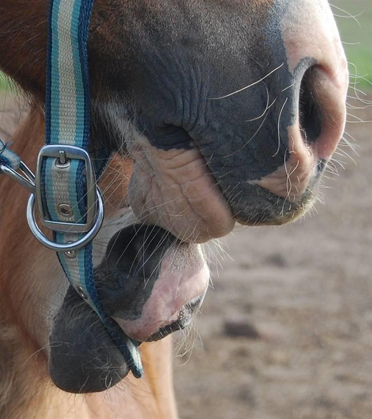Welsh Pony af Cob-type (sec C) AROSFADEG WELSH LADY - mysser med følle billede 3