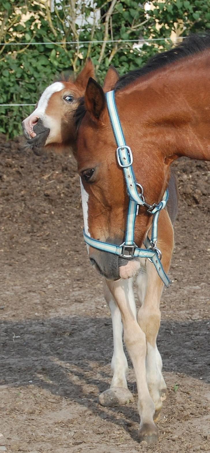 Welsh Pony af Cob-type (sec C) AROSFADEG WELSH LADY - bryde kamp med følle billede 4