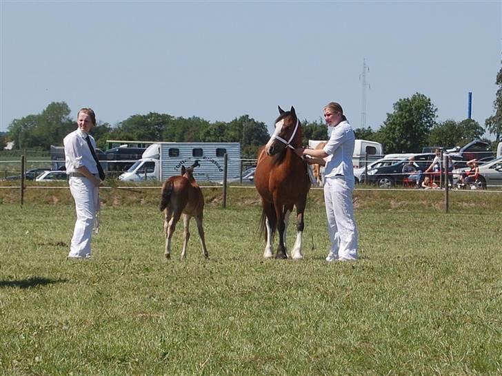 Welsh Pony af Cob-type (sec C) AROSFADEG WELSH LADY - fynsk juni show 09 billede 5