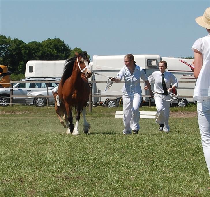 Welsh Pony af Cob-type (sec C) AROSFADEG WELSH LADY billede 6