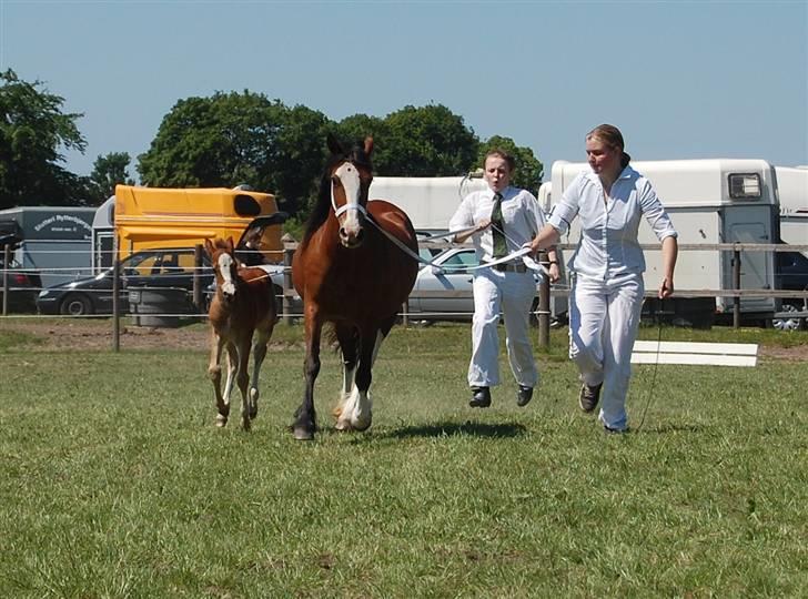 Welsh Pony af Cob-type (sec C) AROSFADEG WELSH LADY billede 8