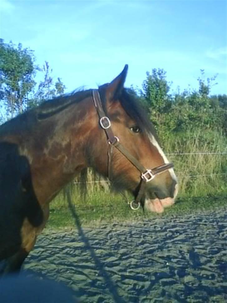 Irish Cob Bart - er der mad?? billede 2